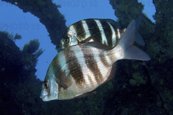 Two striped fish, zebra bream (Diplodus cervinus cervinus), swimming near a shipwreck in clear water. Dive site Wreck of the Condesito, Las Galletas, Tenerife, Canary Islands