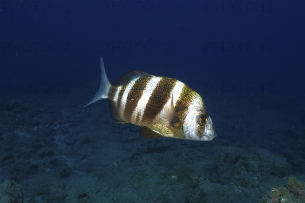 A striped fish, zebra bream (Diplodus cervinus cervinus), swims underwater in a calm blue environment. Dive site Cueva de las Morenas, Palm Mar, Tenerife, Canary Islands, Spain