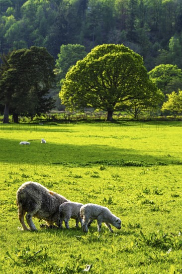 Sheep and farm in Lake District National Park, Coniston Water, Cumbria, England, United Kingdom