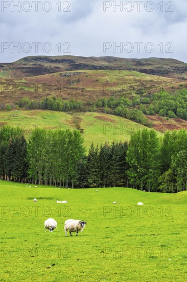 Sheeps on farms in West Highlands Farms, Scotland, UK
