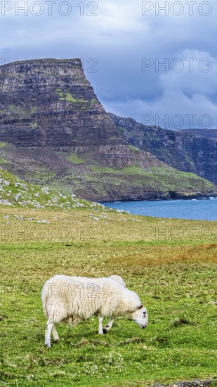Sheeps on farms over Neist Point Lighthouse, Isle of Skye, Scotland, UK