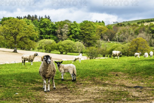 Sheeps on farms over Ullswater Lake, Lake District National Park, Cumbria, England, United Kingdom