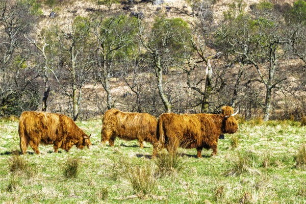 Highland Cattle, Scottish breed of rustic cattle, Highland, Scotland, UK