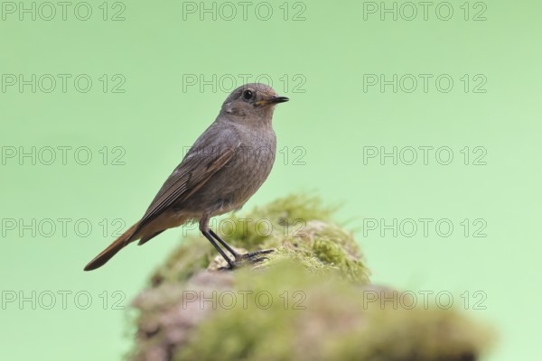 Black redstart (Phoenicurus ochruros), on a moss-covered tree stump in a garden, Wilnsdorf, North Rhine-Westphalia, Germany
