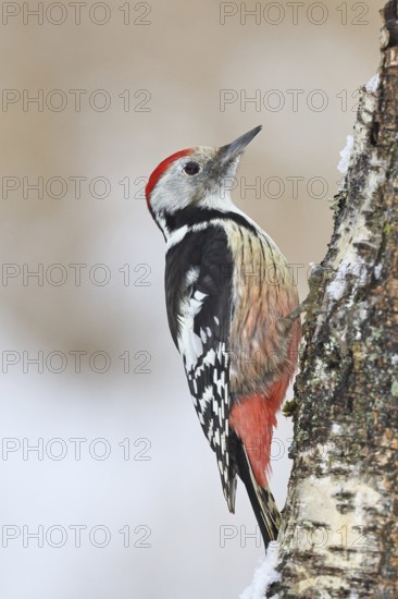 Middle spotted woodpecker (Dendrocopos medius) foraging on the trunk of a grey birch (Betula populifolia), Wilnsdorf, North Rhine-Westphalia, Germany