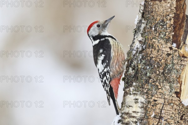 Middle spotted woodpecker (Dendrocopos medius) foraging on the trunk of a grey birch (Betula populifolia), Wilnsdorf, North Rhine-Westphalia, Germany