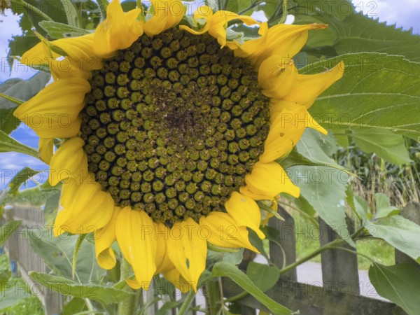 Large flower of sunflower (Helianthus annuus) on the garden fence produces seeds, International