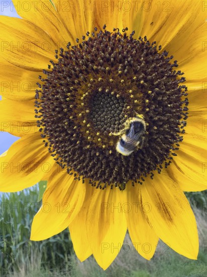 Bumblebee (Bombus) sits in flower of sunflower (Helianthus annuus) collects pollen and nectar has pollen on its body for pollination, International