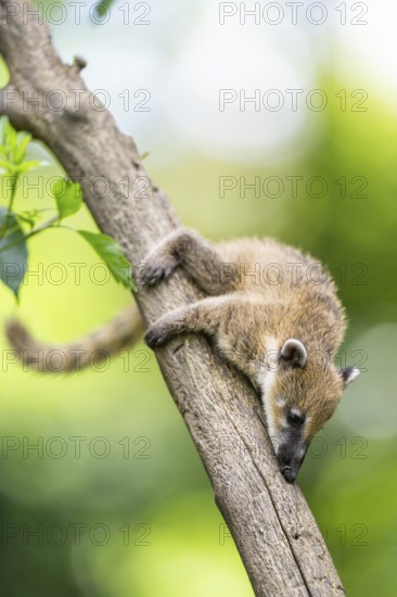South American coati (Nasua nasua) youngster klimbing a little tree, captive, Zoo Augsburg