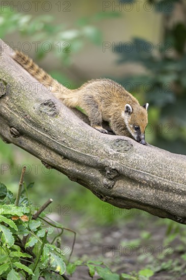 South American coati (Nasua nasua) youngster on an old tree trunk, captive, Zoo Augsburg
