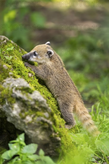 South American coati (Nasua nasua) youngster on a mossy rock, captive, Zoo Augsburg