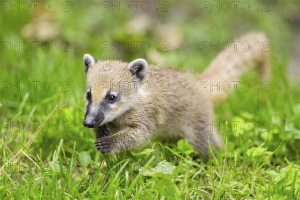 South American coati (Nasua nasua) youngster walking on the ground, captive, Zoo Augsburg