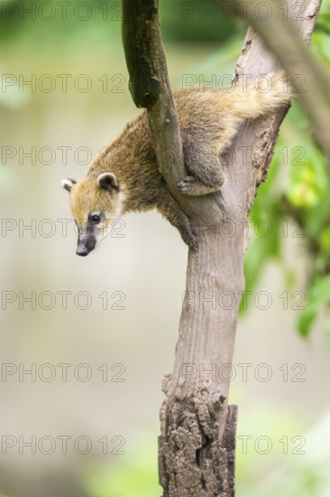 South American coati (Nasua nasua) youngster klimbing a little tree, captive, Zoo Augsburg