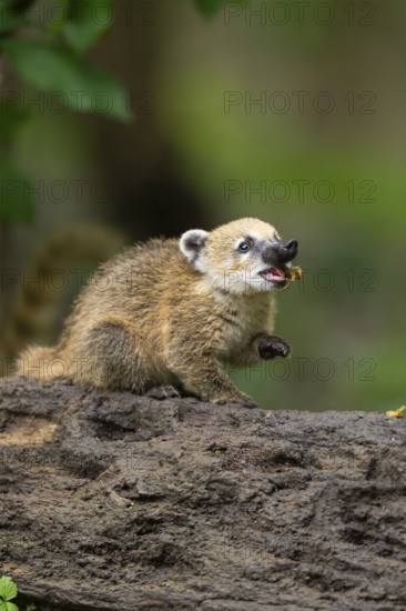 South American coati (Nasua nasua) youngster standing on the ground, captive, Zoo Augsburg