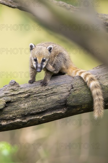 South American coati (Nasua nasua) youngsters klimbing in a tree, captive, Zoo Augsburg