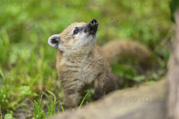 South American coati (Nasua nasua) youngster standing on the ground, captive, Zoo Augsburg