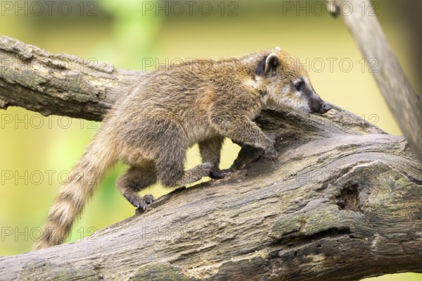South American coati (Nasua nasua) youngster klimbing a little tree, captive, Zoo Augsburg