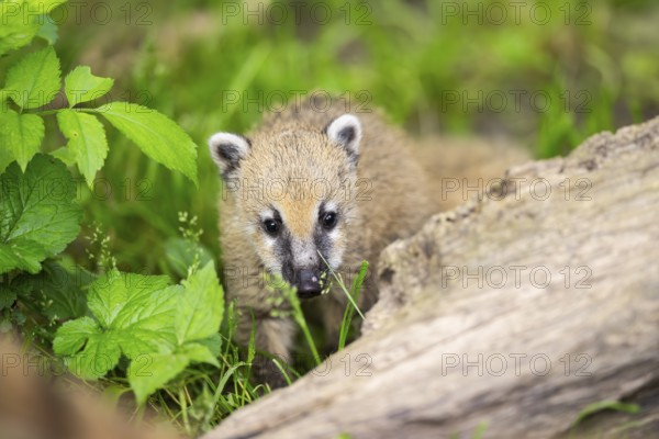 South American coati (Nasua nasua) youngster standing on the ground, captive, Zoo Augsburg