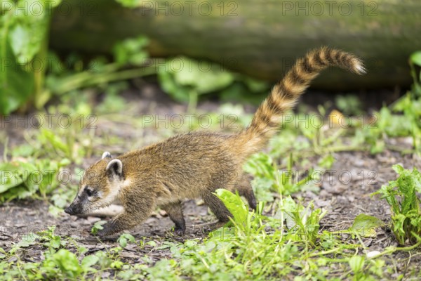 South American coati (Nasua nasua) youngster walking on the ground, captive, Zoo Augsburg
