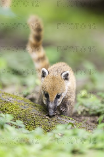 South American coati (Nasua nasua) youngster standing on the ground, captive, Zoo Augsburg