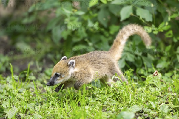 South American coati (Nasua nasua) youngster walking on the ground, captive, Zoo Augsburg