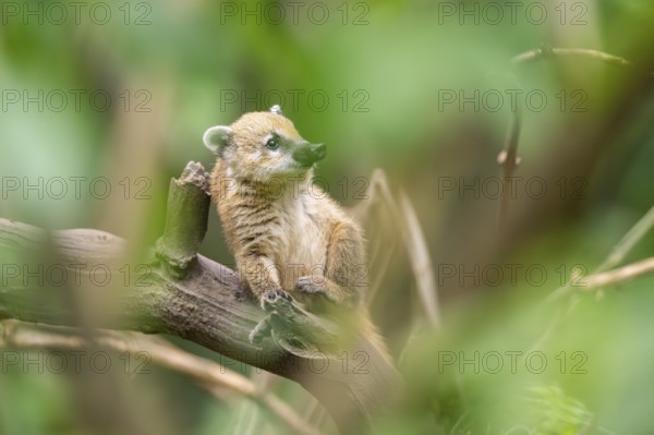 South American coati (Nasua nasua) youngster klimbing a little tree, captive, Zoo Augsburg