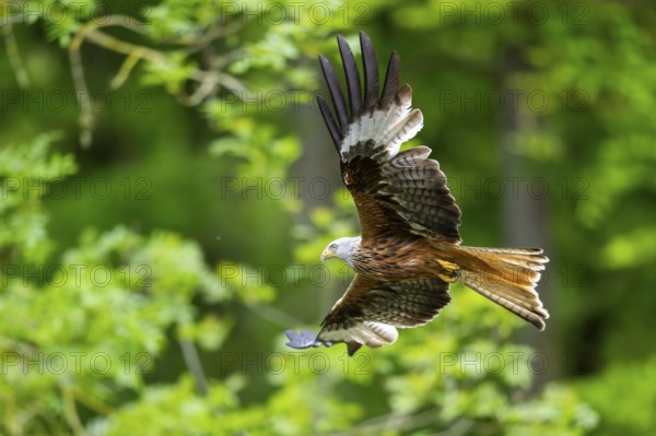 Red kite (Milvus milvus) flying in a forest in early summer, Bavaria, Germany