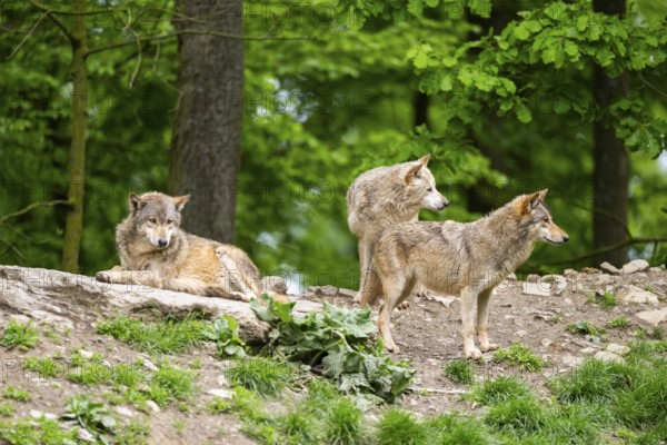 Eastern wolves (Canis lupus lycaon) on a little hill, Bavaria, Germany