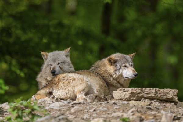 Eastern wolves (Canis lupus lycaon) lying on a little hill, Bavaria, Germany