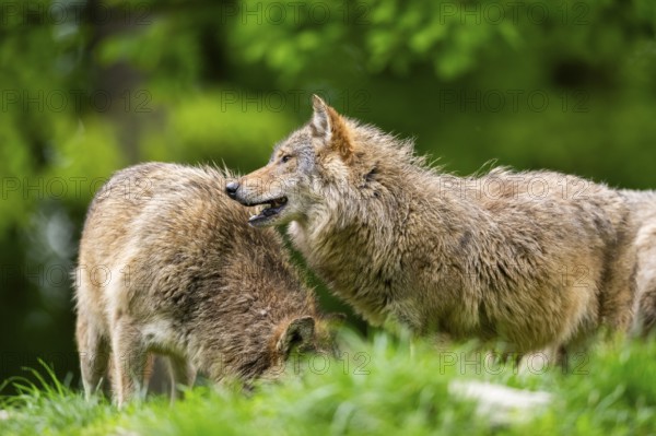 Eastern wolves (Canis lupus lycaon) standing on a meadow, Bavaria, Germany