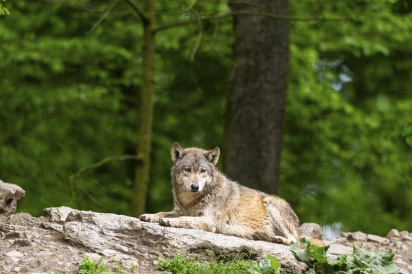 Eastern wolf (Canis lupus lycaon) lying on a little hill, Bavaria, Germany