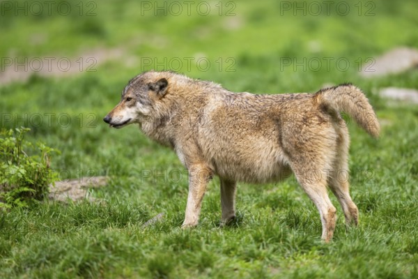 Eastern wolf (Canis lupus lycaon) standing on a meadow, Bavaria, Germany