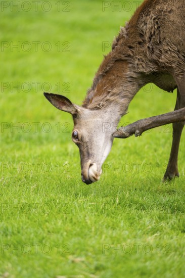 Red deer (Cervus elaphus) hind standing on a meadow, Bavaria, Germany