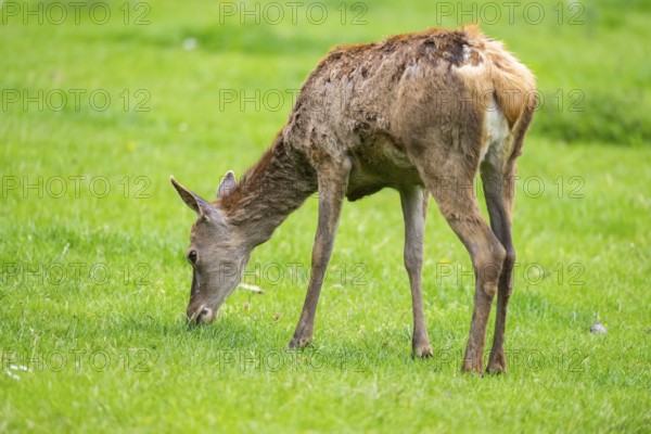 Red deer (Cervus elaphus) hind standing on a meadow, Bavaria, Germany