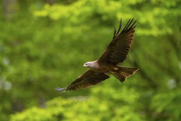 Black kite (Milvus migrans) flying in a forest in early summer, Bavaria, Germany