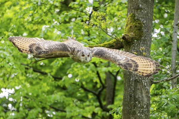 Western Siberian eagle-owl (Bubo bubo sibiricus) flying from a tree, Bavaria, Germany