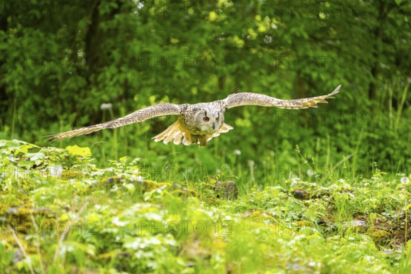 Western Siberian eagle-owl (Bubo bubo sibiricus) flying over a clearing in the forest, Bavaria, Germany