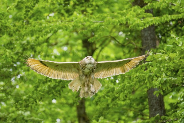 Western Siberian eagle-owl (Bubo bubo sibiricus) landing on a tree, captive, Bavaria, Germany