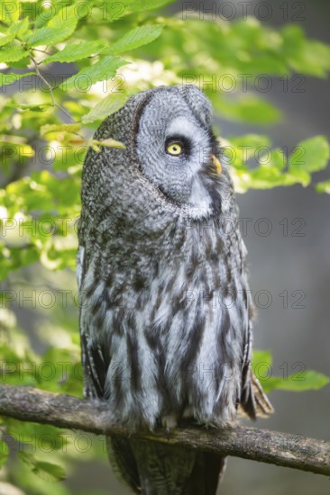 Ural owl (Strix uralensis) sitting on a branch, captive, Zoo Augsburg, Germany
