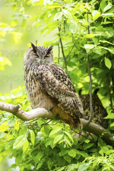 Eurasian eagle-owl (Bubo bubo) sitting on a branch, captive, Bavaria, Germany