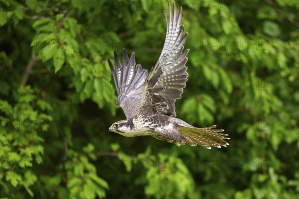 Peregrine falcon (Falco peregrinus) flying, Bavaria, Germany
