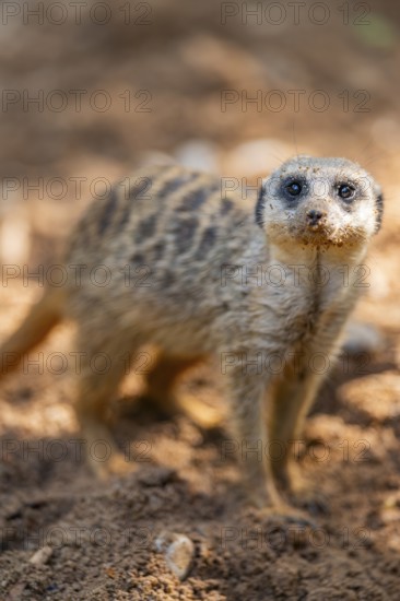 Meerkat (Suricata suricatta) standing in the sand, captive, Zoo Augsburg, Bavaria, Germany