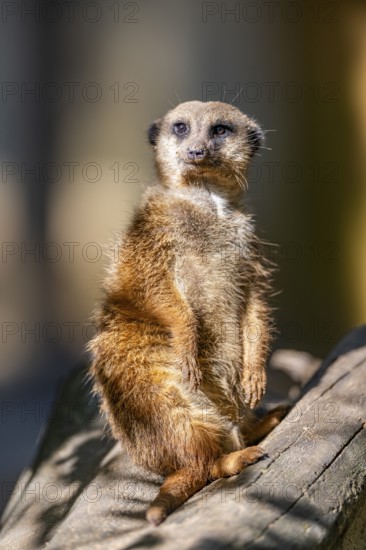 Meerkat (Suricata suricatta) standing on an old tree trunk, captive, Zoo Augsburg, Bavaria, Germany