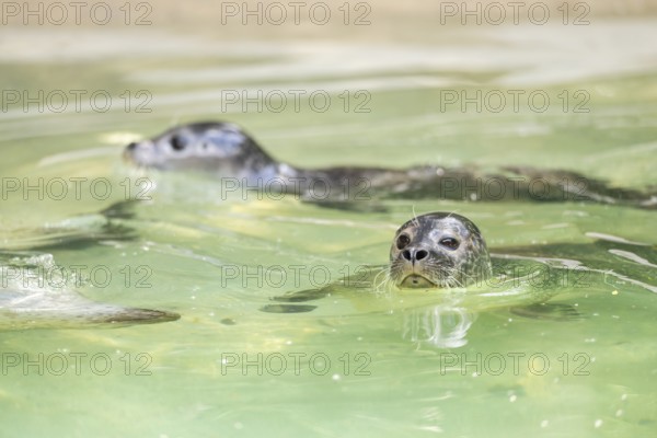 Seal (Phoca vitulina) swimming in the water, captive, Zoo Augsburg, Germany