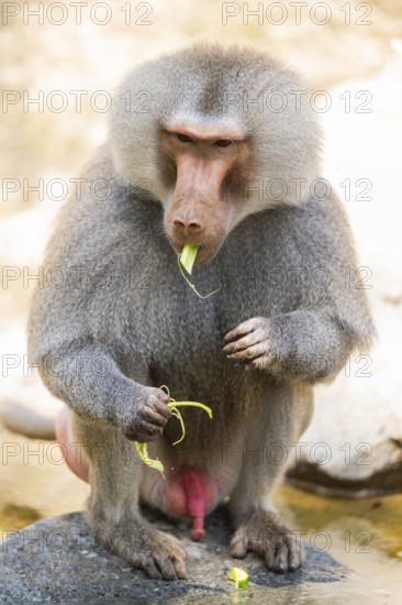 Hamadryas baboon (Papio hamadryas) male sitting, captive, Zoo Augsburg, Germany