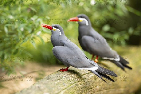 Inca tern (Larosterna inca) sitting on an old wood, captive, Zoo Augsburg, Germany