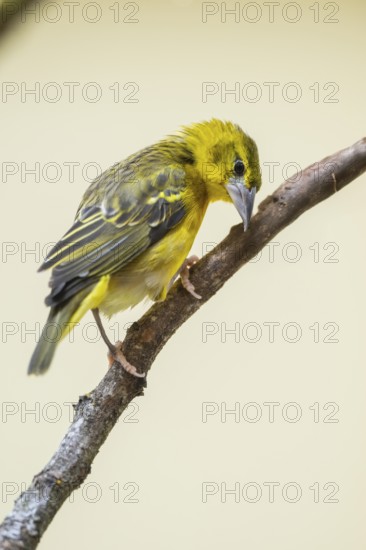 Village weaver (Ploceus cucullatus) sitting on a branch, captive, Zoo Augsburg, Germany