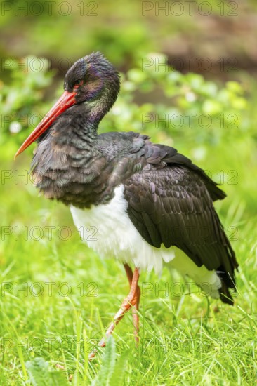 Black stork (Ciconia nigra) walking on a meadow, Bavaria, Germany