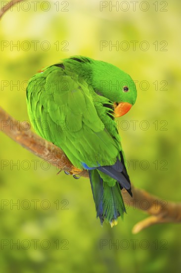Papuan eclectus (Eclectus polychloros) sitting on a branch, captive, captive, Zoo Augsburg, Germany