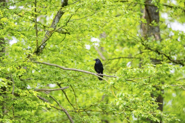 Carrion crow (Corvus corone) sitting on a branch in a forest, Bavaria, Germany